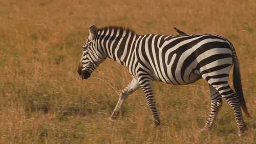 Tiger-Heron Tales: A Close Encounter with Africa Ardeidae