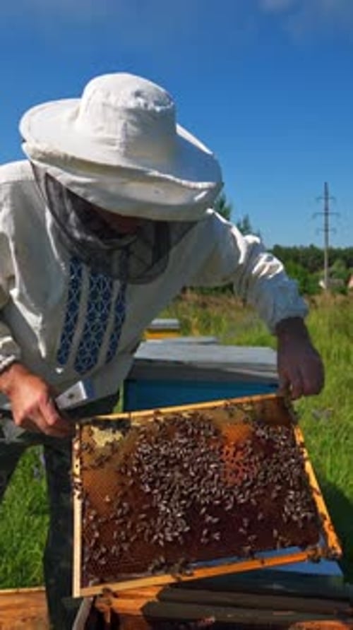 Beekeeper Tending Beehives on a Sunny Day