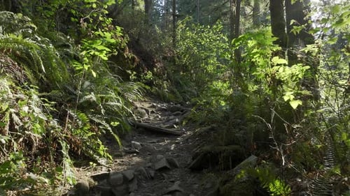 Hiking In A Forest On The Trail A Pov Shot With Sun Shining Through The Trees