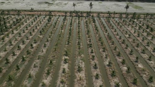 Plan From the Sky of a Coconut Growing Field