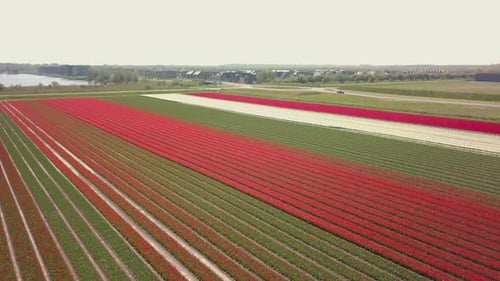 Aerial drone shot of tilting down over the beautiful tulip flower fields in the Netherlands.