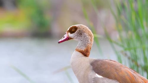An Egyptian Goode in the Sepulveda Wildlife Reserve