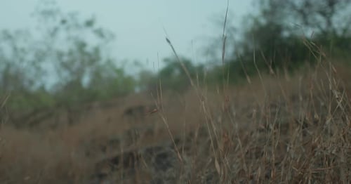 Close-up shot of dry grass in a field with blurred trees in the background at dusk