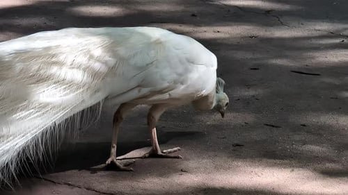 Beautiful white peacock walking over the street. Slowmotion view