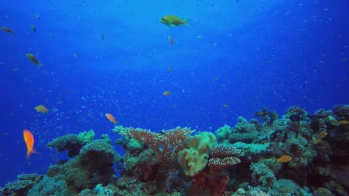 Reef Coral Scene