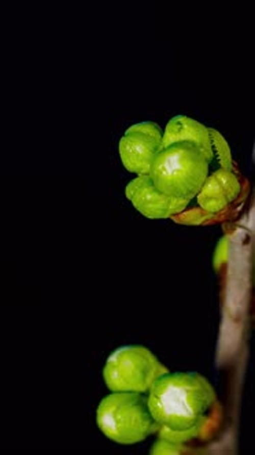 Opening White Flower Bud Time Lapse