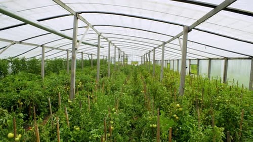 Tomato Plants Growing in Greenhouse