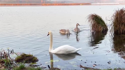 Swans Swim in the Lake a Young Family of White Swans Looking for Food on the Pond