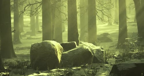 Misty Forest with Sunlight Filtering Through Trees and Snow Covered Rocks