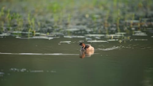 Little grebe Swimming in Lake