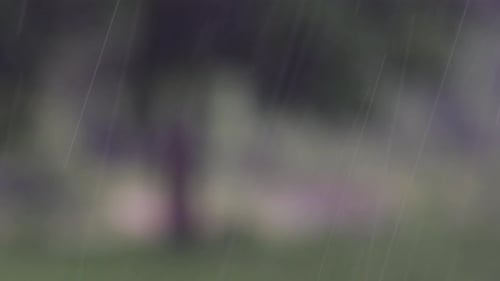 Rain comes in the jungle anytime and one must enjoy the most out of it; here is a footage of the rai