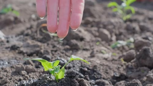 A Woman's Hand Waters Green Plants with Drops of Water in a Dry Season The Concept of Agriculture