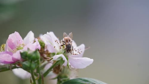 Un gros plan captivant avec une abeille et une fleur