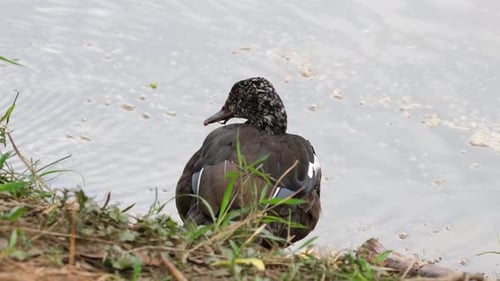 White-winged Duck, Asarcornis scutulata, Thailand; rubbing its head on its body after a bath at the
