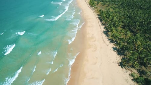 Aerial View of Tropical Sandy Beach in Bay with Blue Water Seascape with Sea Sand Palm Trees Top