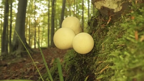 White Mushrooms Growing on a Mossy Tree in Forest