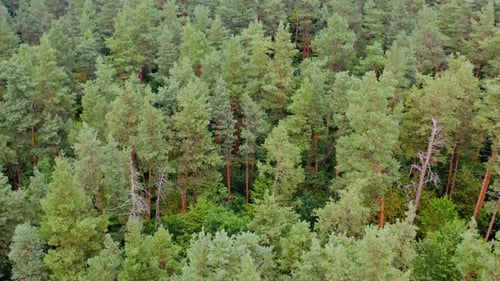 De beaux pins. Fond de nature verdoyant. Paysage estival de bois. Vue aérienne