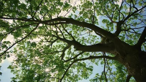 Looking Up to Sunlight Shining Through Bright Green Tree Leaves in Forest Wide Shot View