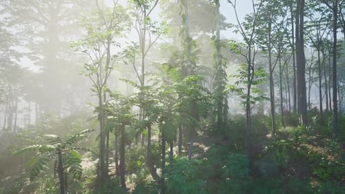 Sunlight Filtering Through Trees in Forest