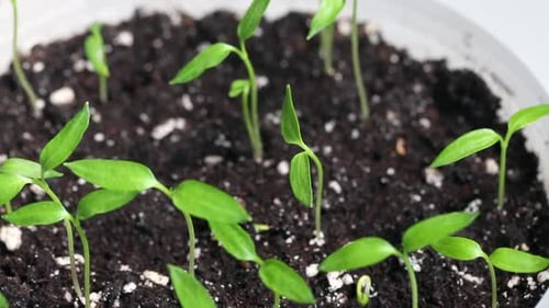 Seedlings In A Plastic Container. Young Green Sprouts. Seedling Of Hot Pepper.