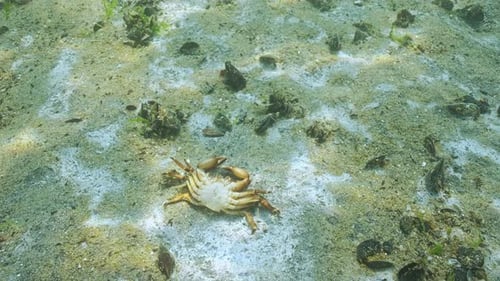 Top view of deceased crabs on sandy bottom covered with biofilm of decomposing microorganisms