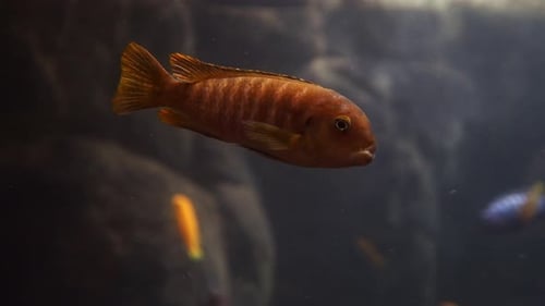 Fish in the aquarium