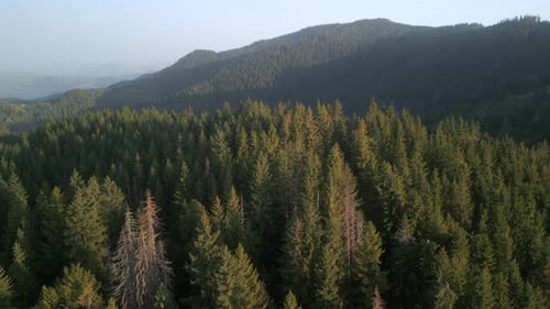 Flying Over Green Forest at Sunny Summer Day with the Mountains on Horizon with Glowing Clouds