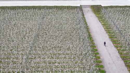 Luftaufnahme des Obstgartens und des Weges, Neuseeland.