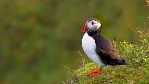 Slow Motion Puffin Stands on Grass Cliff Edge Close Up Turns Head Looks Around Green Out of Focus