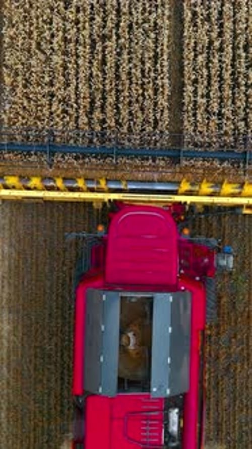 Harvester machine works in field. Agricultural combine machine harvesting wheat field.