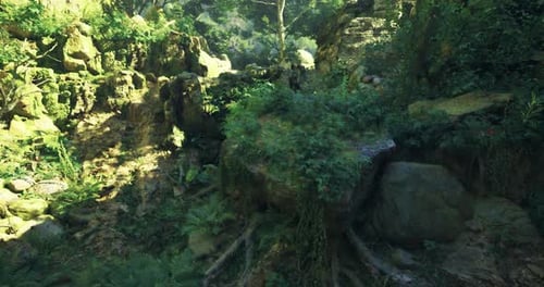 Lush Green Forest Landscape Under Soft Sunlight in a Serene Natural Setting