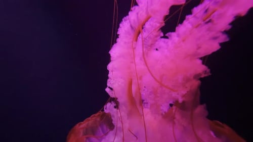 Schneller Übergang zu einer Qualle, die anmutig in ihrem natürlichen Lebensraum schwimmt