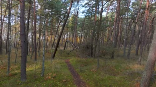 A path in the forest that leads to a pine tree broken by a storm.