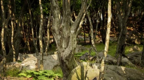 Trees Among Natural Stones in a Lush Forest During Daylight Hours