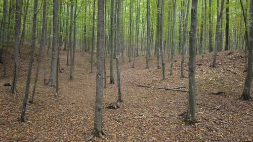 Beautiful autumn forest walk, rural scene on fall season. Walking on a beautiful day in nature.