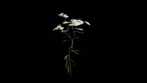 Achillea Millefolium Flower Swaying In Summer And Spring Wind, Realistic Animation