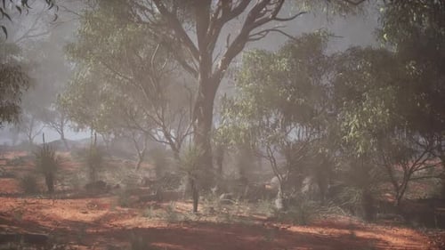 Misty Forest Filled With Trees