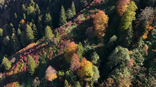 Autumn Forest