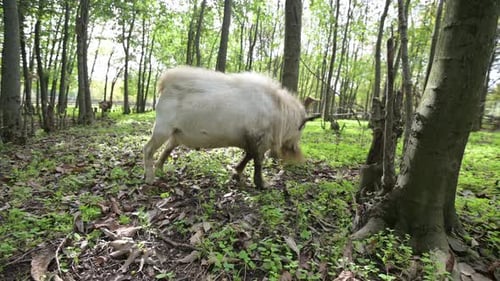 Goats with Long Beards and Curved Horns Grazing in a Forest Surrounded By Trees and Fallen Leaves