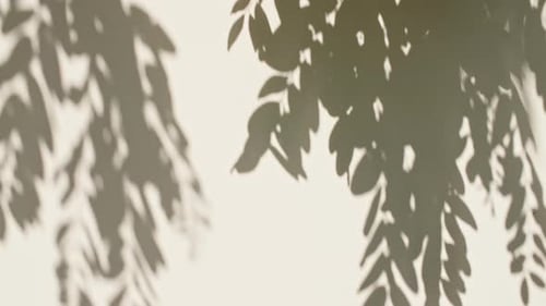 Transparent Soft Light and Shadows From Branches Plant Foliage and Leaves Sun and Shadows Gray