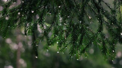 Medium wide shot of pine branches hit by heavy rain in a dense forest with raindrops forming on the