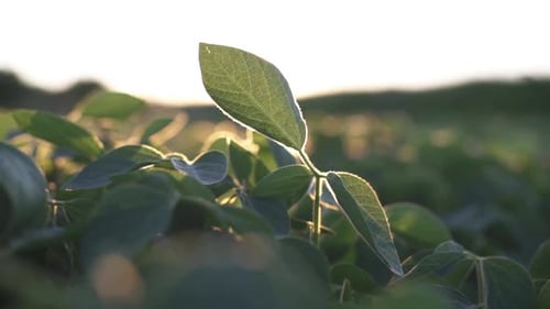 Soybean Agriculture Business a Farming Concept
