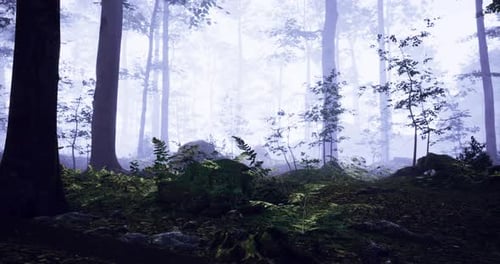 Mysterious Fog Envelops a Tranquil Forest Setting in Early Morning Light