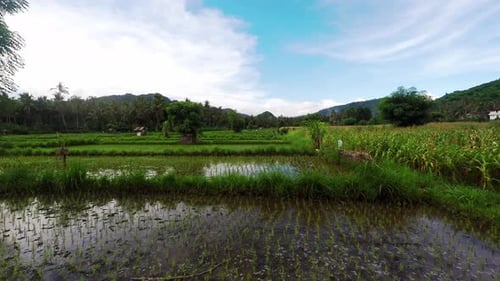 Drone aerial shot from Bali island riсe fields, palm trees and mountains