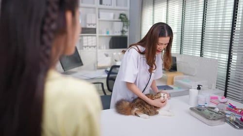 Asian pet owner kid brings small cat to veterinary clinic for check up.