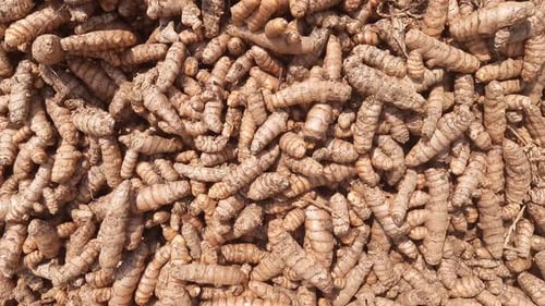 Turmeric roots close up. Fresh harvest of many turmeric roots background texture. Cinematic Pan. sel