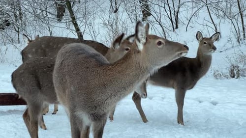 Group of Deer in Snowy Forest