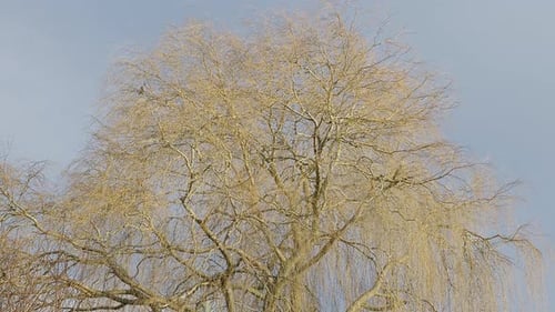 Beautiful weeping willow tree. Bathed in warm mid day sunlight. Grey sky and rainbow. Summer weather