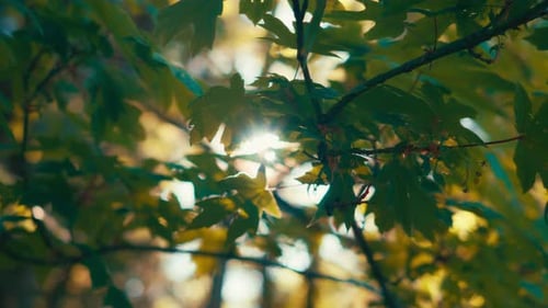 Sun shining through green maple leaves with fall colors in the background