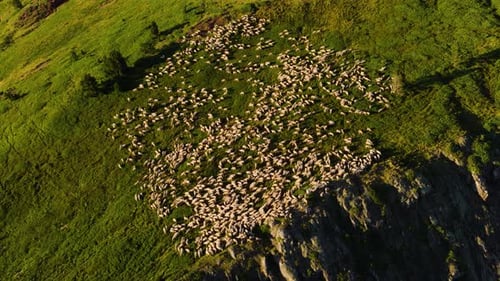 Large Flock of Sheep Grazing on a Green Mountain Slope